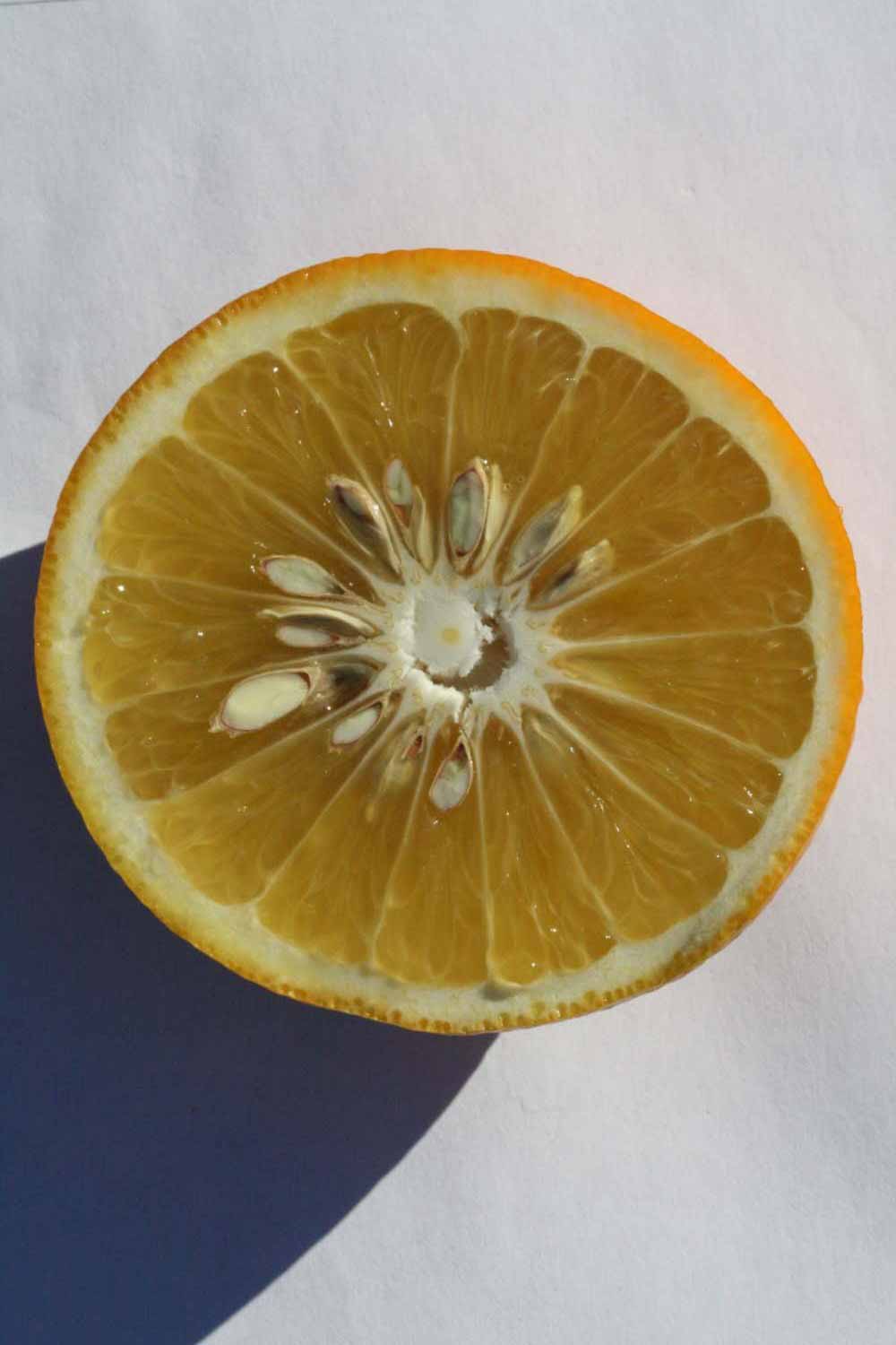              Fruit cross-section (Riverside, CA)       